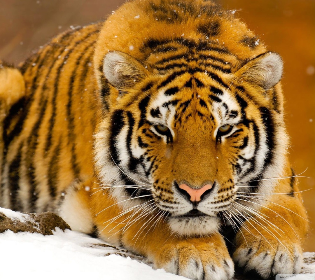 Siberian Tiger wallpaper 1080x960