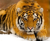 Siberian Tiger screenshot #1 176x144