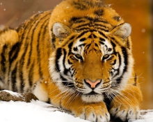 Fondo de pantalla Siberian Tiger 220x176