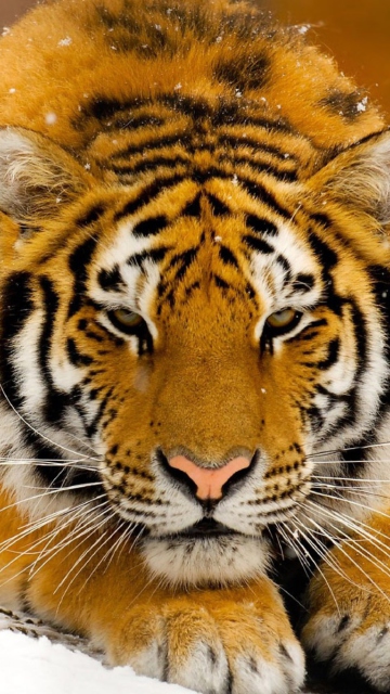 Screenshot №1 pro téma Siberian Tiger 360x640