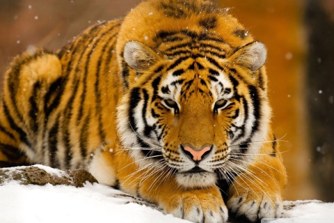 Fondo de pantalla Siberian Tiger 480x320