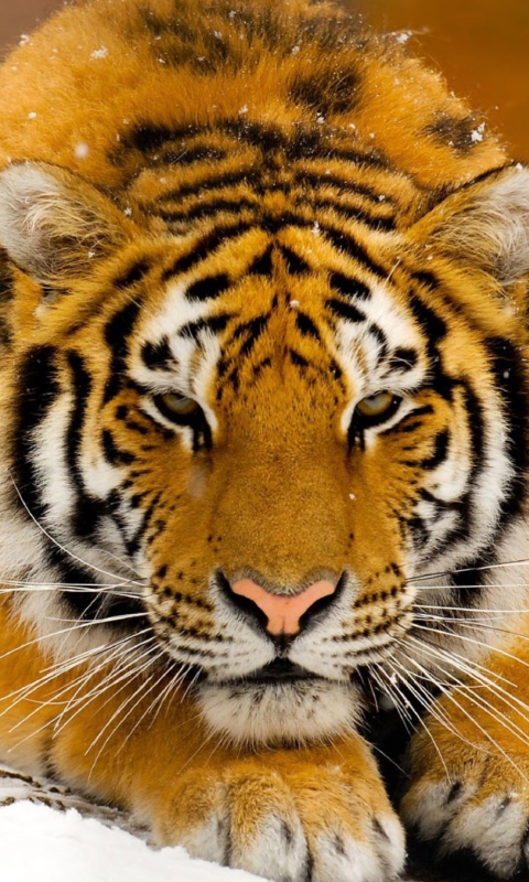 Siberian Tiger wallpaper 480x800