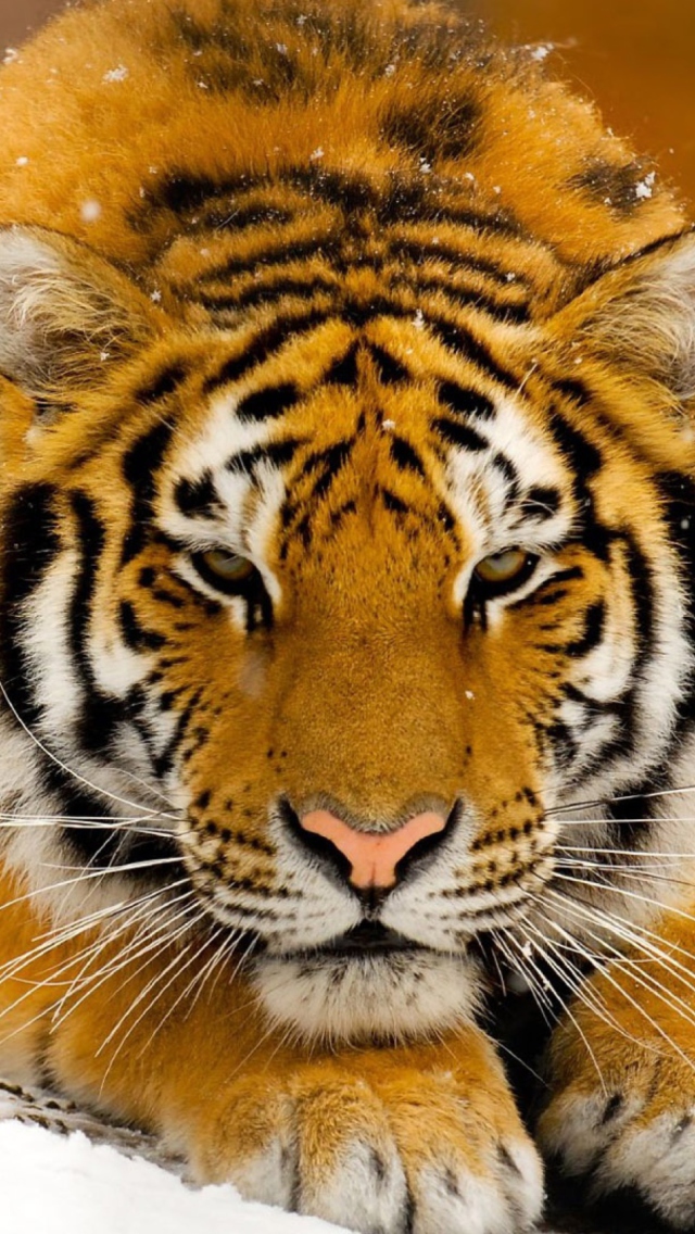 Siberian Tiger wallpaper 640x1136