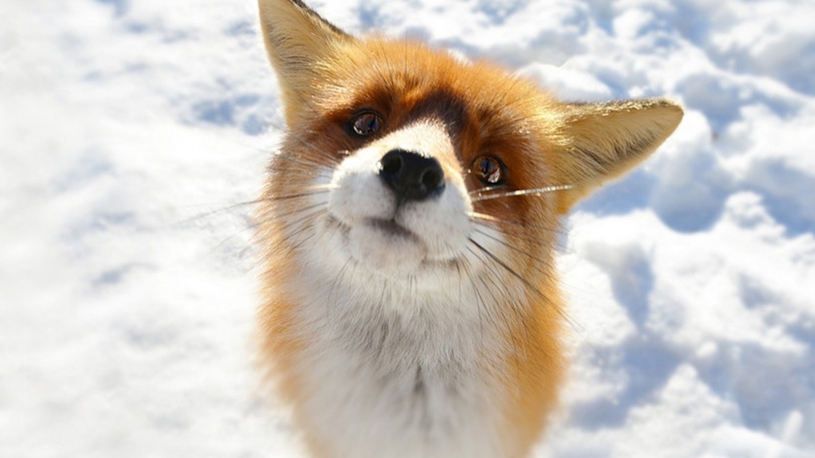Foxy screenshot #1 1600x900