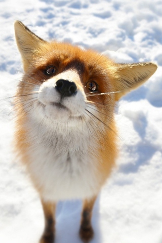 Foxy screenshot #1 320x480