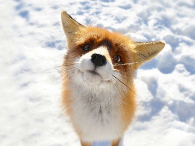 Foxy wallpaper 640x480