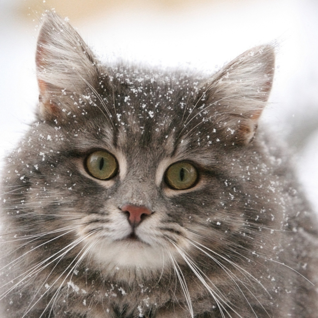 Fondo de pantalla Cat - Winter Coat 1024x1024