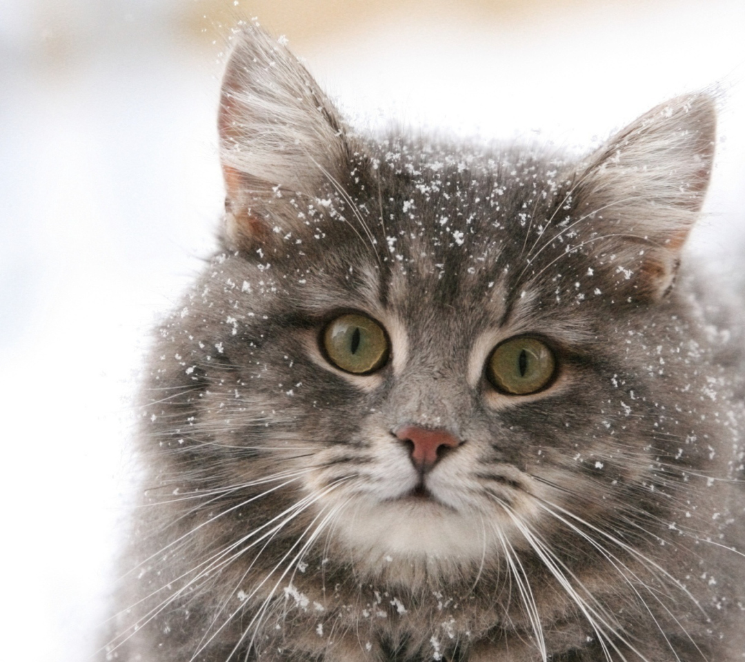 Das Cat - Winter Coat Wallpaper 1080x960