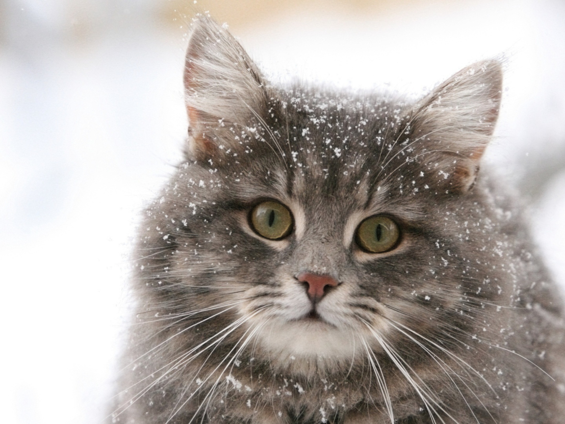 Cat - Winter Coat screenshot #1 1152x864