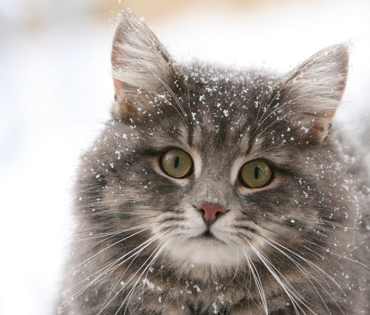 Fondo de pantalla Cat - Winter Coat 1200x1024