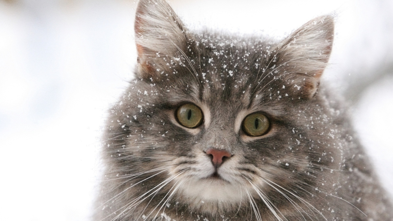 Screenshot №1 pro téma Cat - Winter Coat 1280x720