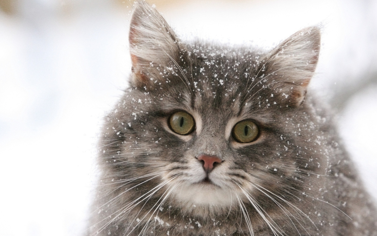 Screenshot №1 pro téma Cat - Winter Coat 1280x800