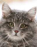 Screenshot №1 pro téma Cat - Winter Coat 128x160