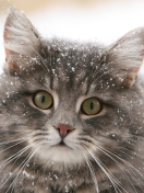 Das Cat - Winter Coat Wallpaper 132x176