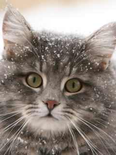 Fondo de pantalla Cat - Winter Coat 240x320