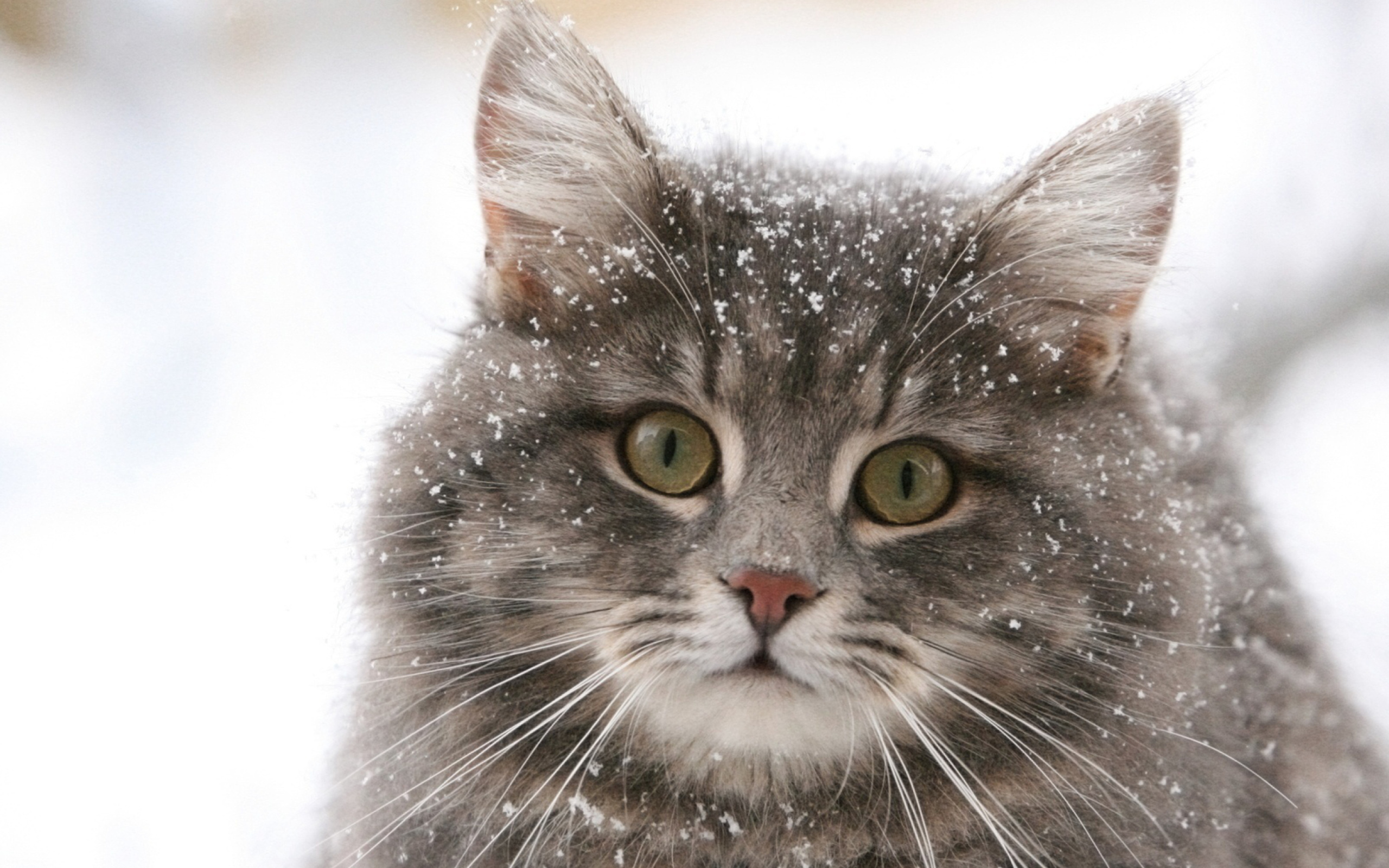 Cat - Winter Coat wallpaper 2560x1600