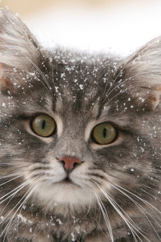 Das Cat - Winter Coat Wallpaper 320x480