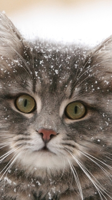 Fondo de pantalla Cat - Winter Coat 360x640