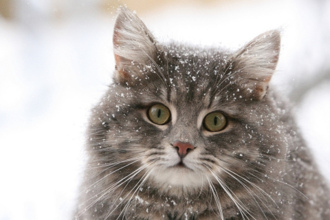 Cat - Winter Coat wallpaper 480x320