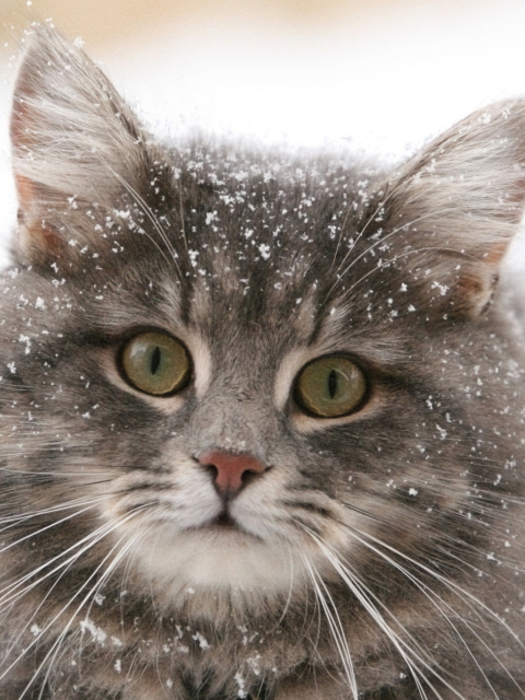 Fondo de pantalla Cat - Winter Coat 480x640