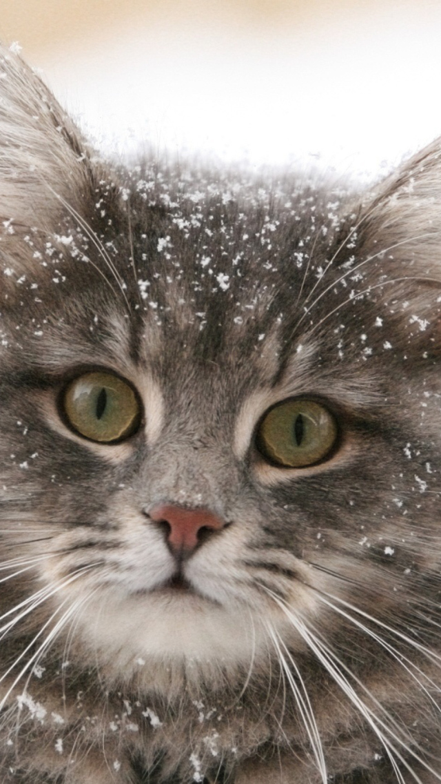 Обои Cat - Winter Coat 640x1136