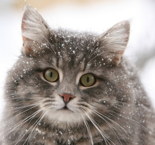 Cat - Winter Coat - Obrázkek zdarma pro iPad 2
