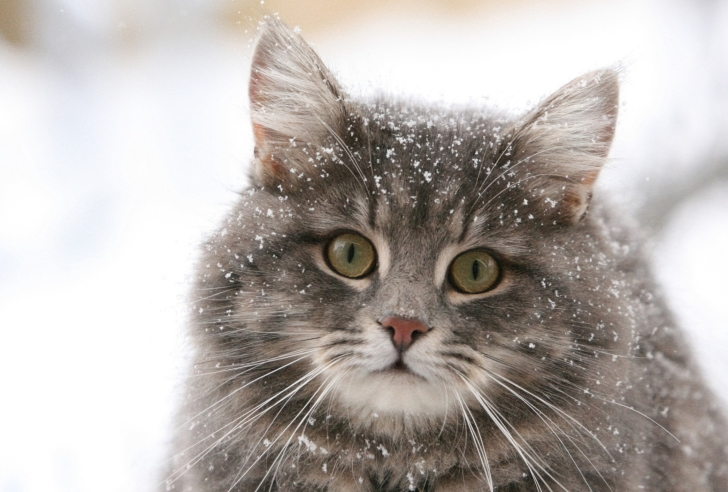 Sfondi Cat - Winter Coat