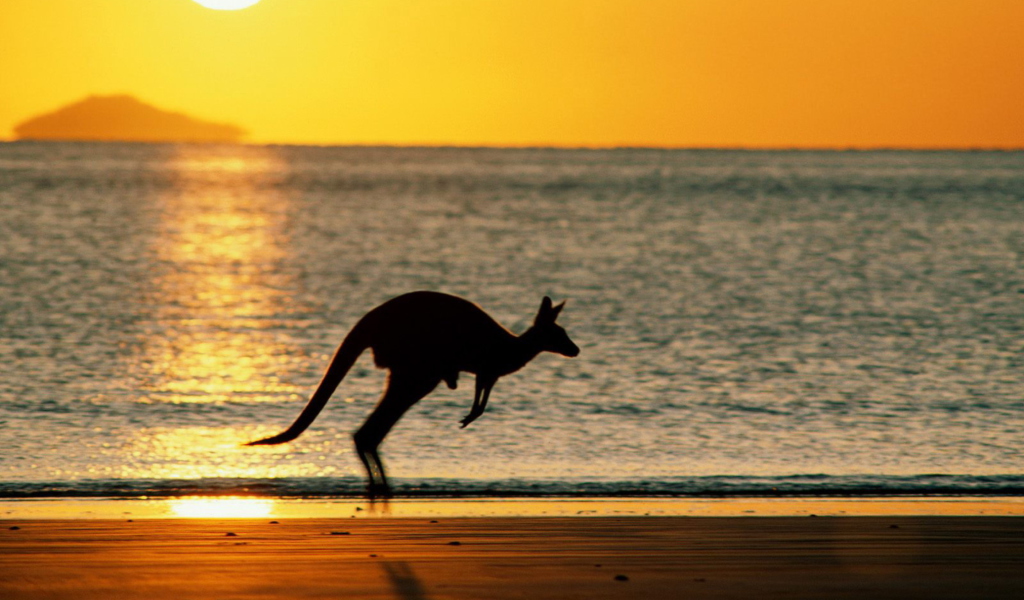 Обои Australian Kangaroo 1024x600