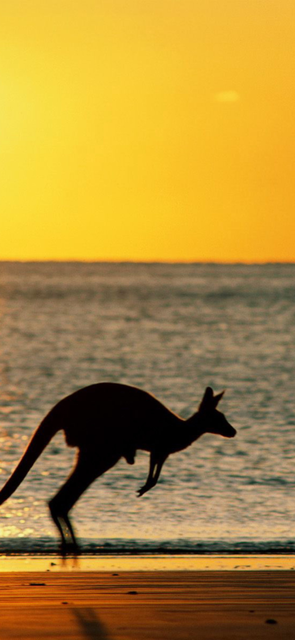 Обои Australian Kangaroo 1170x2532