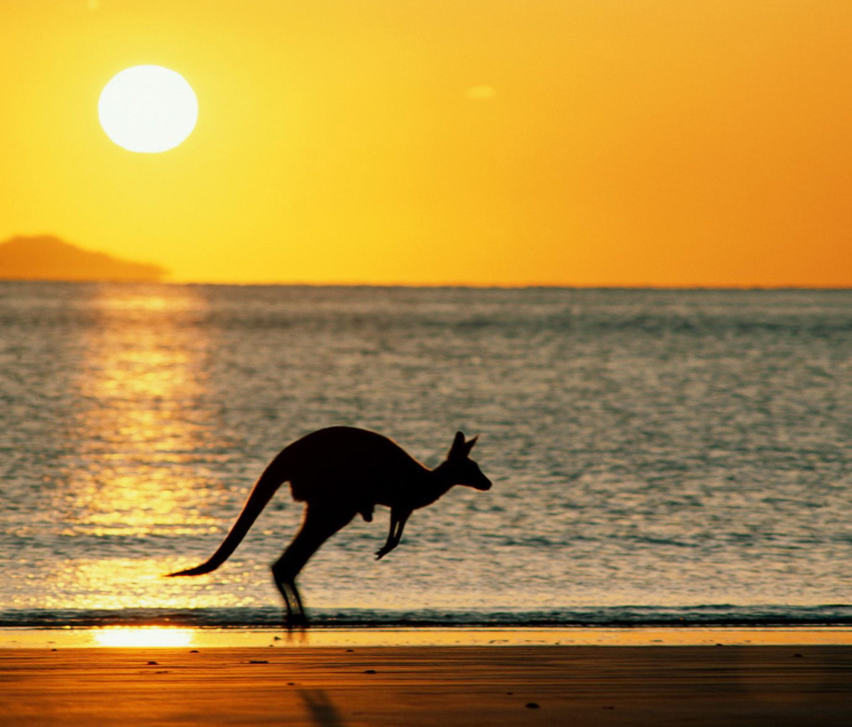 Fondo de pantalla Australian Kangaroo 1200x1024