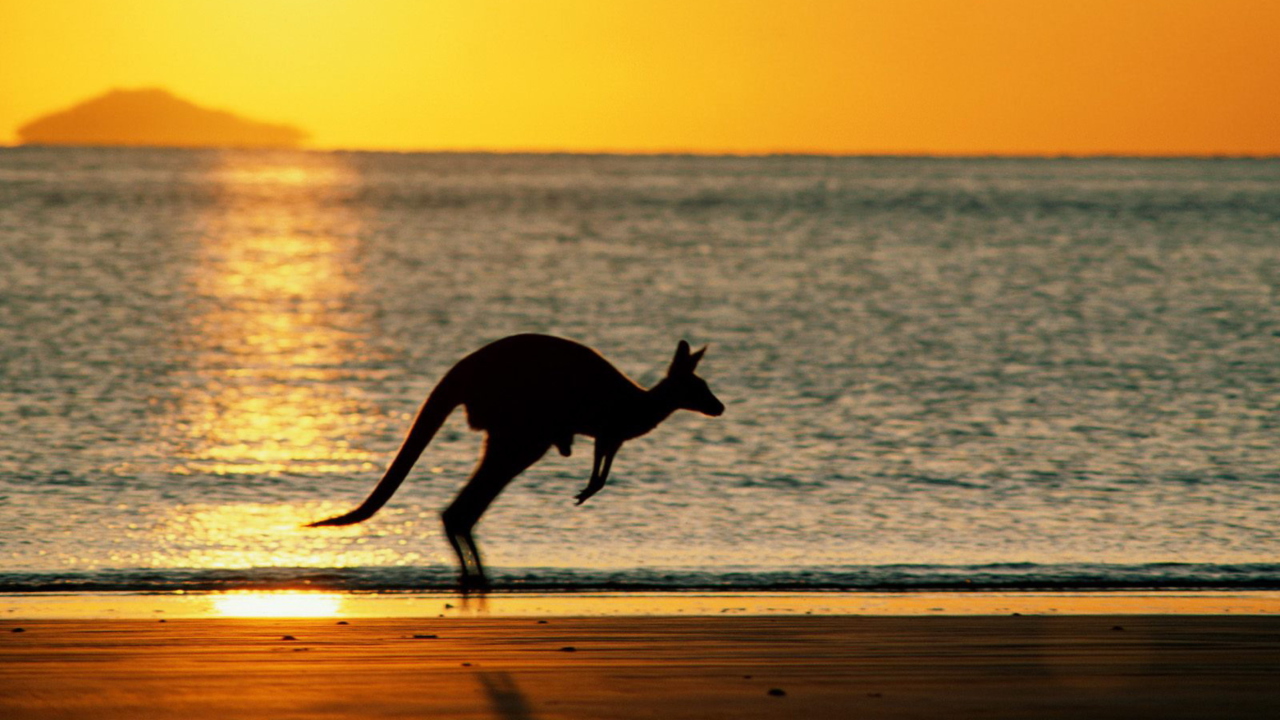 Das Australian Kangaroo Wallpaper 1280x720