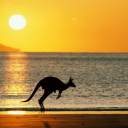 Обои Australian Kangaroo 128x128