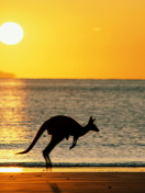 Das Australian Kangaroo Wallpaper 132x176
