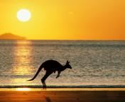 Обои Australian Kangaroo 176x144
