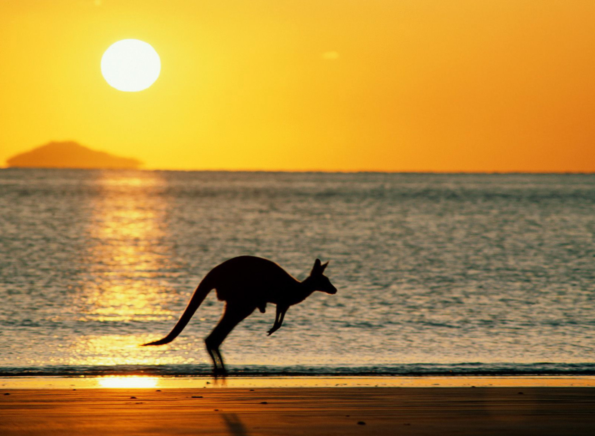 Australian Kangaroo screenshot #1 1920x1408