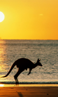 Das Australian Kangaroo Wallpaper 240x400