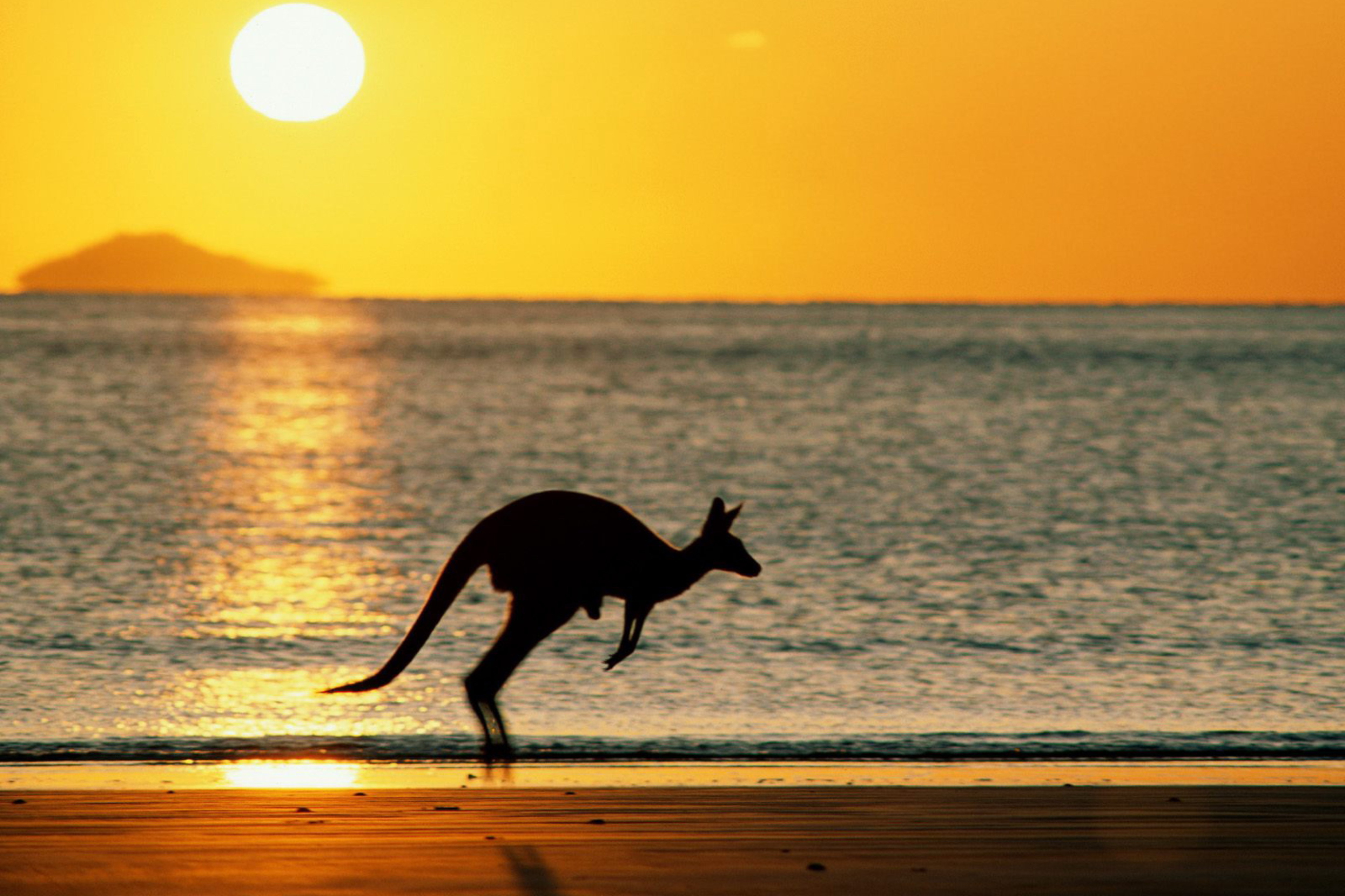 Screenshot №1 pro téma Australian Kangaroo 2880x1920