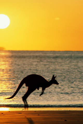 Australian Kangaroo screenshot #1 320x480