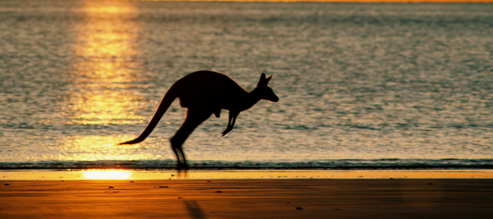 Das Australian Kangaroo Wallpaper 720x320