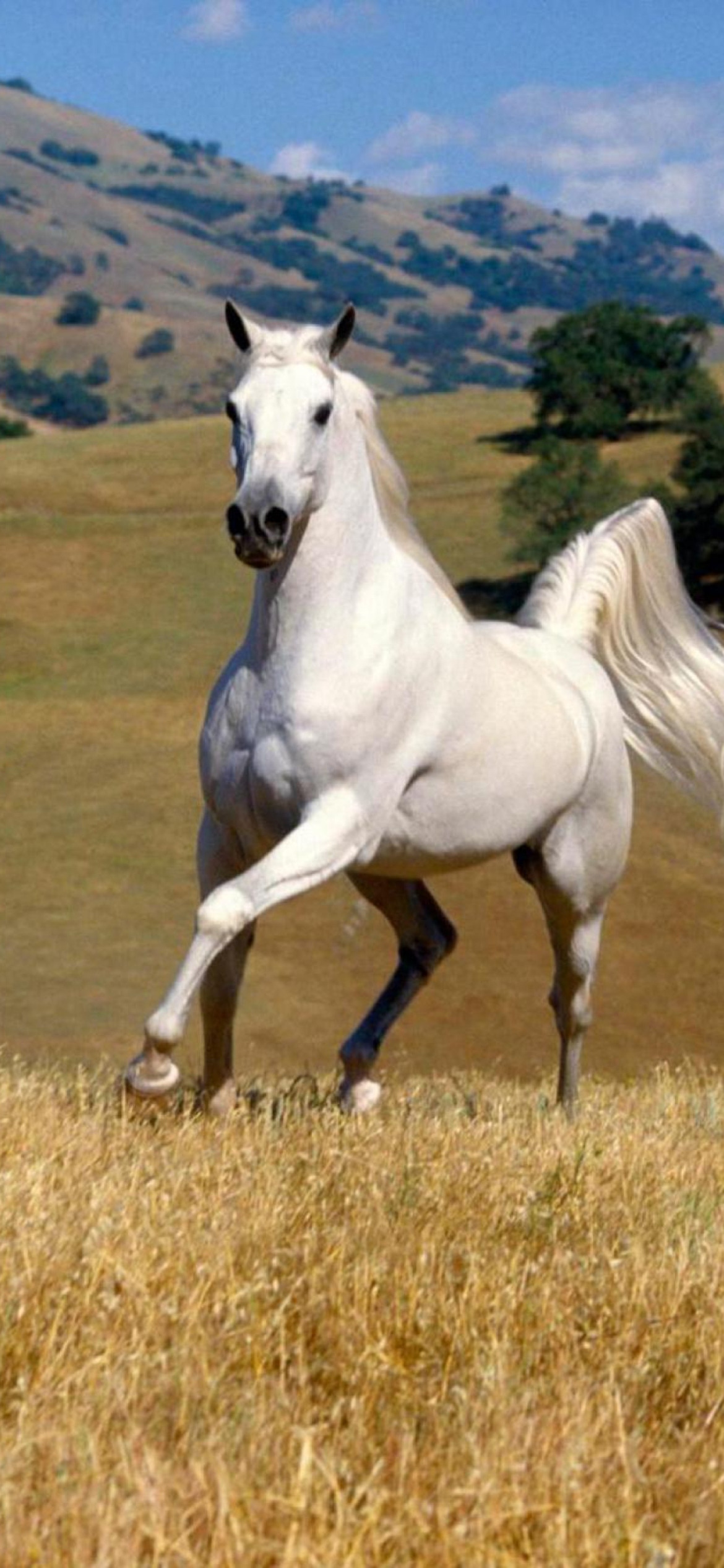 Обои Young White Horse 1170x2532