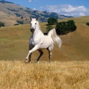 Das Young White Horse Wallpaper 128x128