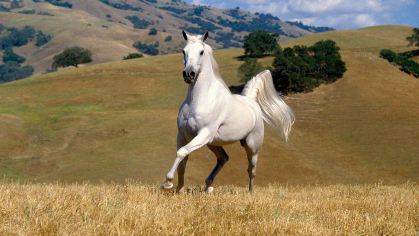 Fondo de pantalla Young White Horse 1366x768