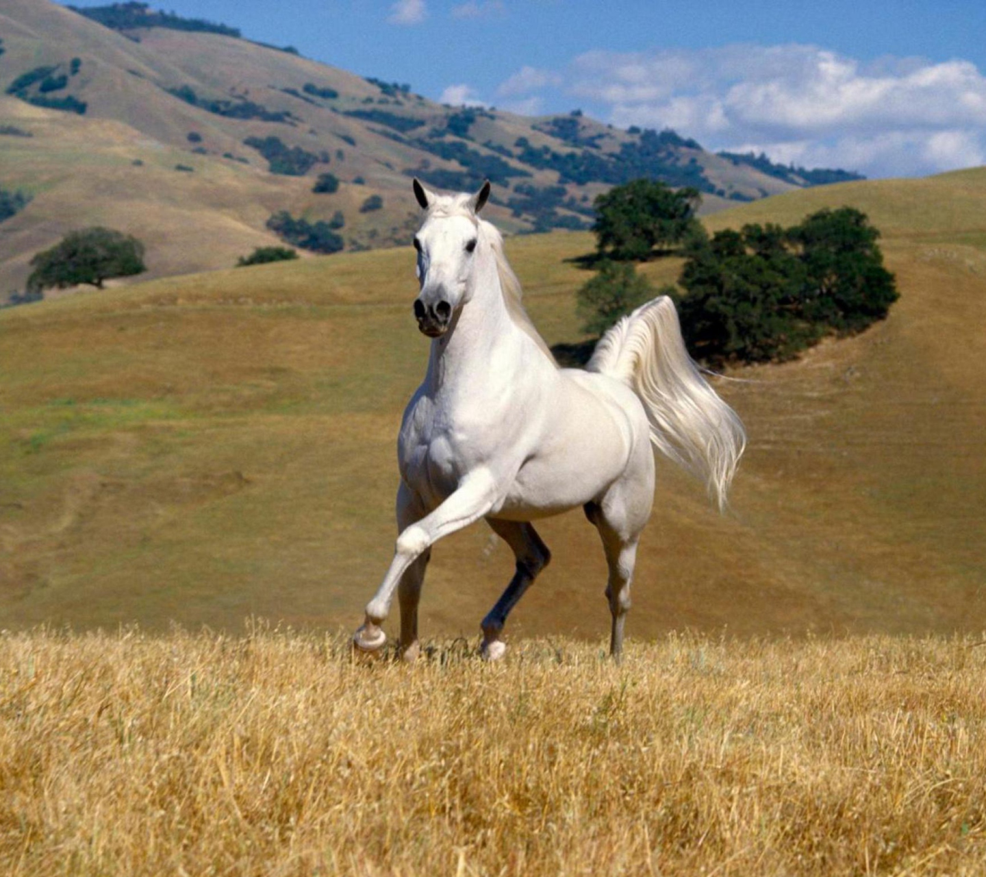 Young White Horse wallpaper 1440x1280