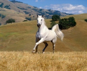 Young White Horse wallpaper 176x144