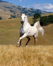 Young White Horse wallpaper 176x220