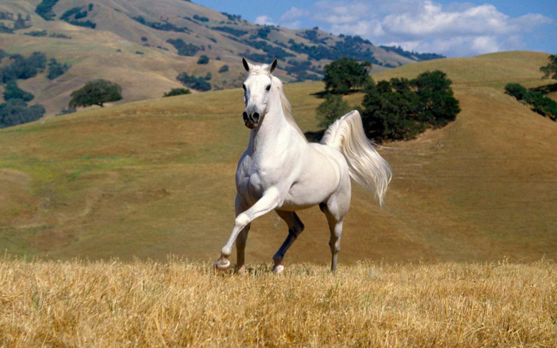 Young White Horse wallpaper 1920x1200