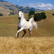 Fondo de pantalla Young White Horse 208x208