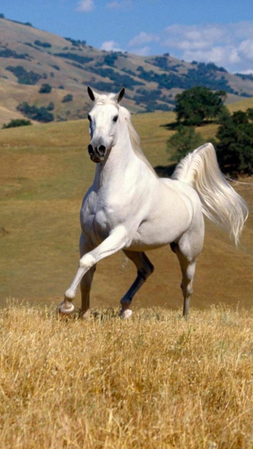 Das Young White Horse Wallpaper 360x640
