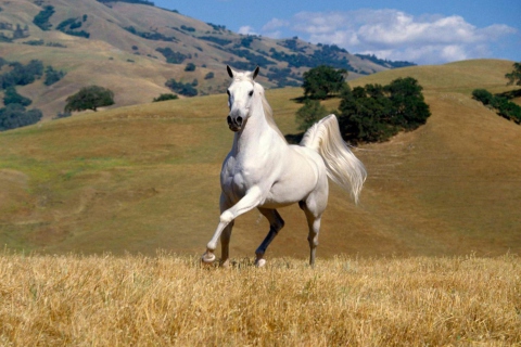 Обои Young White Horse 480x320