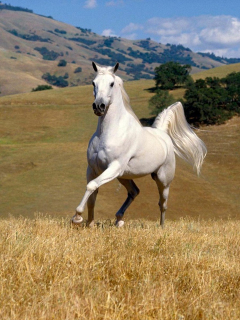 Das Young White Horse Wallpaper 480x640
